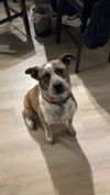 adoptable Dog in  named BRUJA