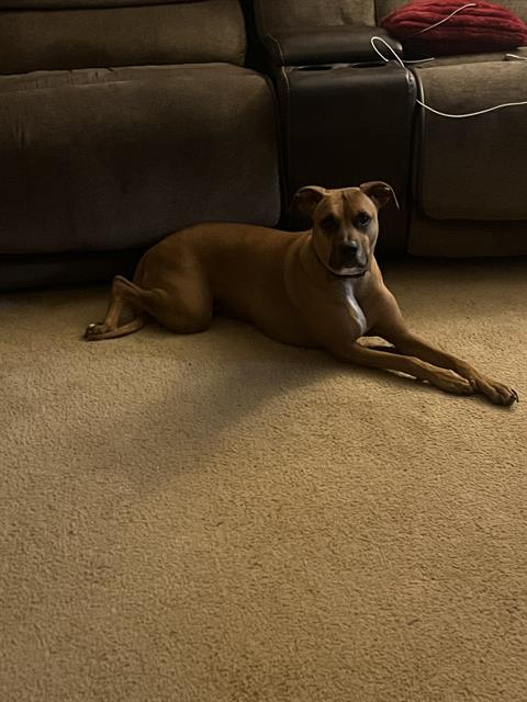 adoptable Dog in San Antonio, TX named SCARLETT