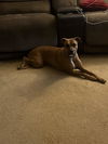 adoptable Dog in  named SCARLETT
