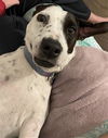 adoptable Dog in  named DARLA