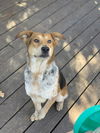 adoptable Dog in  named BAILEY
