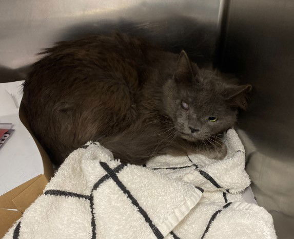 adoptable Cat in San Antonio, TX named FLUFFY