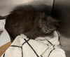 adoptable Cat in  named FLUFFY