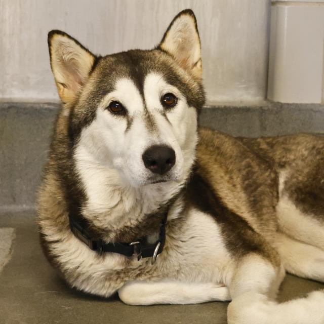 adoptable Dog in San Antonio, TX named NYMERIA