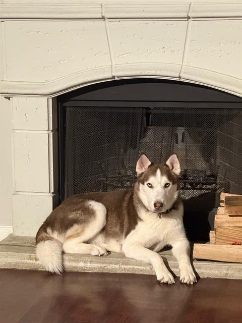 adoptable Dog in San Antonio, TX named LIMBO