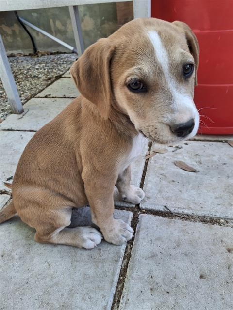 adoptable Dog in San Antonio, TX named NUGGEE