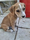 adoptable Dog in  named NUGGEE