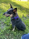adoptable Dog in  named WINDY