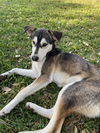 adoptable Dog in  named ARLO