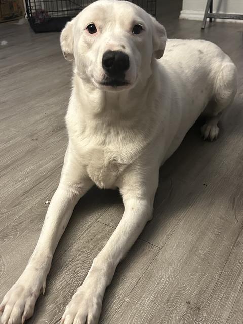 adoptable Dog in San Antonio, TX named DAISY