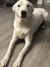 adoptable Dog in  named DAISY