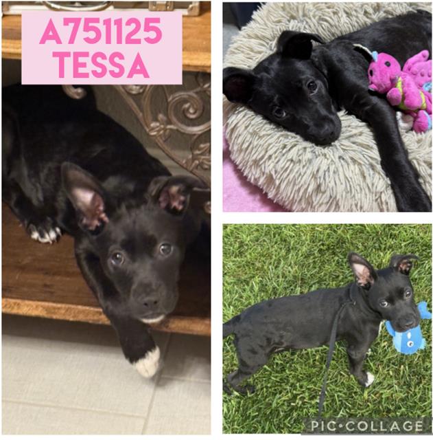 adoptable Dog in San Antonio, TX named TESSA
