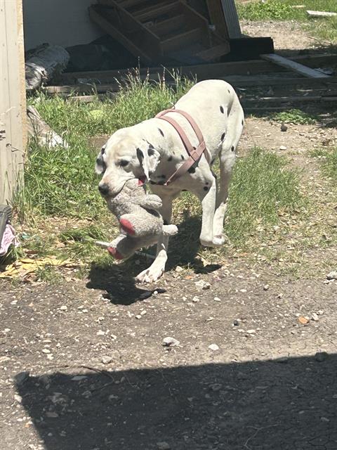 adoptable Dog in San Antonio, TX named ROLLY