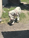 adoptable Dog in  named ROLLY
