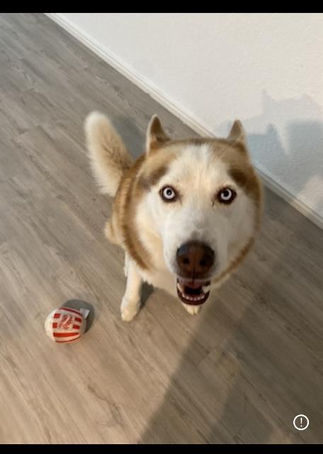 adoptable Dog in San Antonio, TX named LOBO