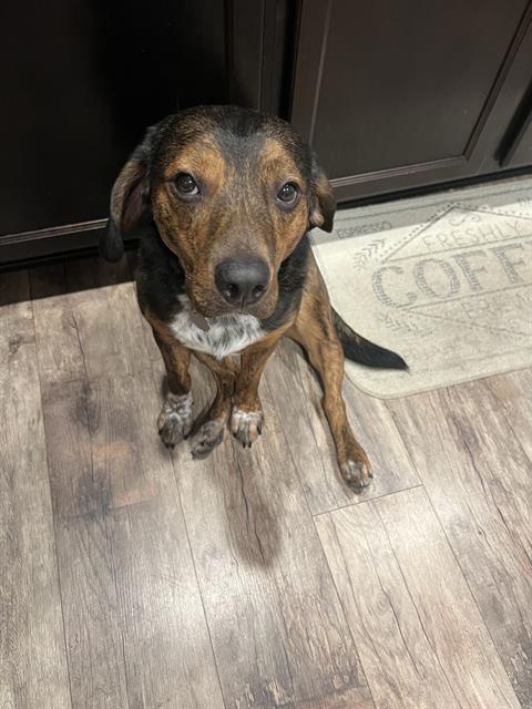 adoptable Dog in San Antonio, TX named BRUNO