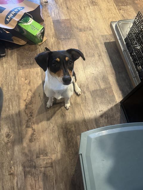 adoptable Dog in San Antonio, TX named DAISY