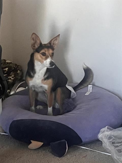 adoptable Dog in San Antonio, TX named NALA