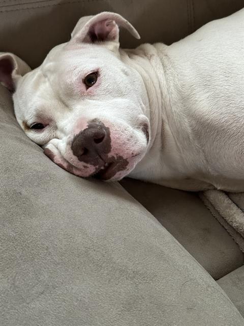 adoptable Dog in San Antonio, TX named SCULLY