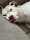 adoptable Dog in  named SCULLY