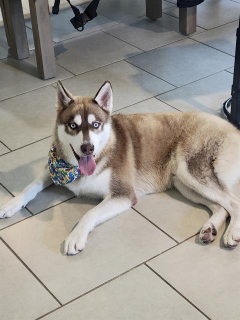 adoptable Dog in San Antonio, TX named LOBO