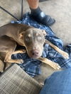 adoptable Dog in san antonio, TX named A752642