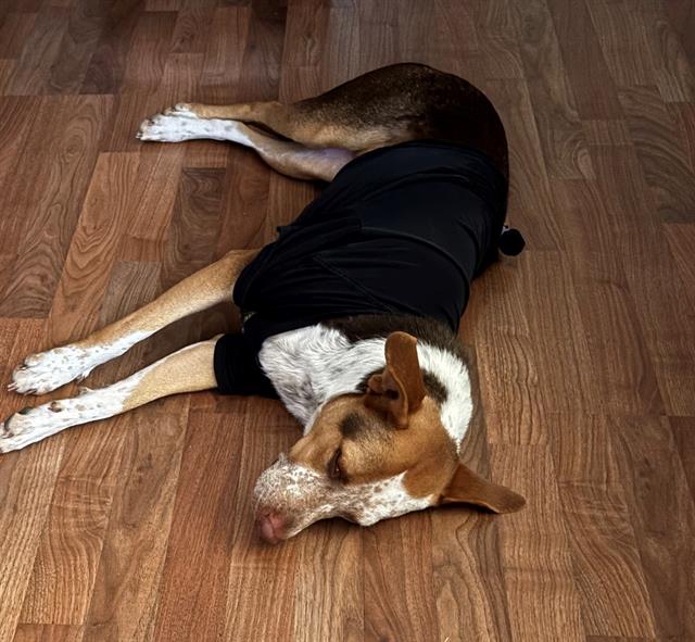 adoptable Dog in San Antonio, TX named MUTTMUTT