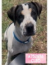 adoptable Dog in  named CLEO
