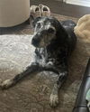 adoptable Dog in  named CALI
