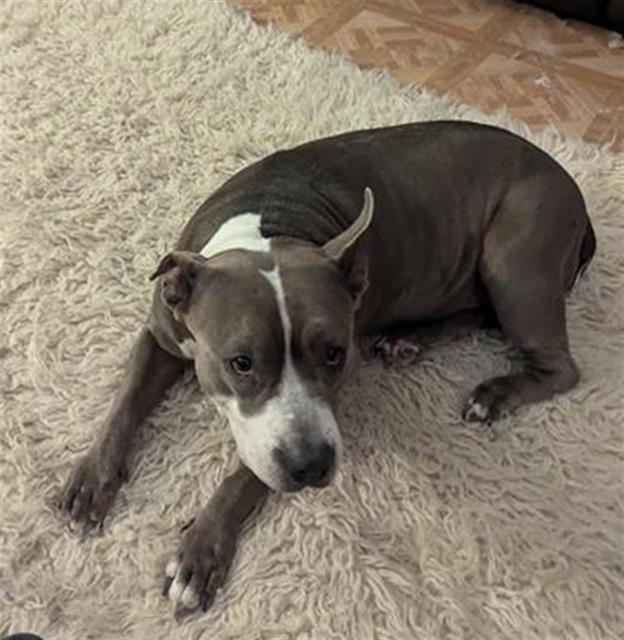 adoptable Dog in San Antonio, TX named LEXI
