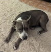 adoptable Dog in  named LEXI