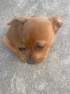 adoptable Dog in  named CANELITA
