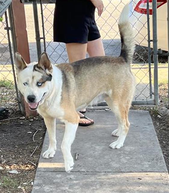 adoptable Dog in San Antonio, TX named MAX