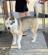 adoptable Dog in  named MAX