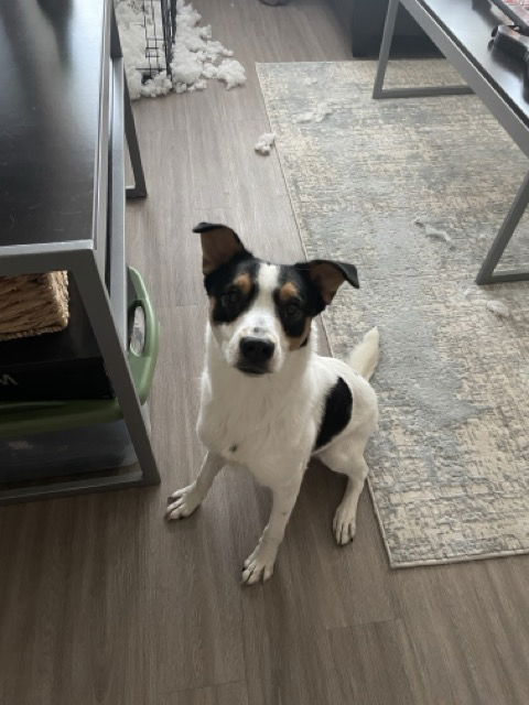 adoptable Dog in San Antonio, TX named THEO
