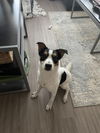 adoptable Dog in  named THEO