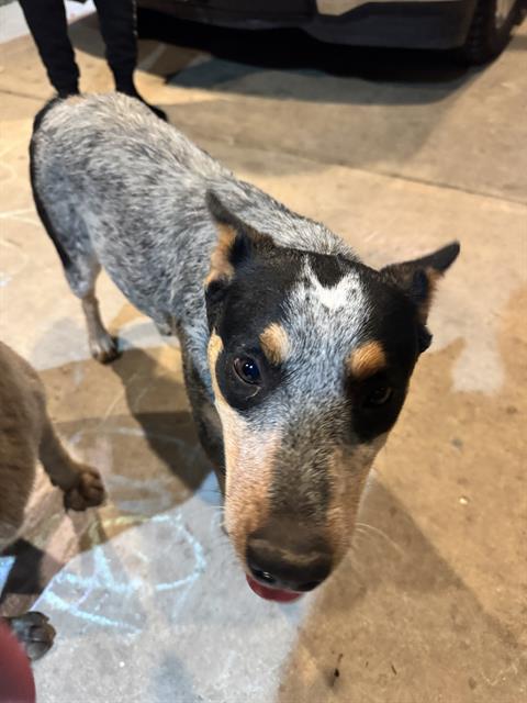 adoptable Dog in San Antonio, TX named A753191