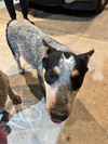 adoptable Dog in san antonio, TX named A753191