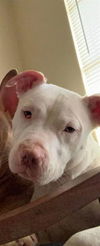 adoptable Dog in  named CASPER