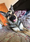 adoptable Dog in  named JJ