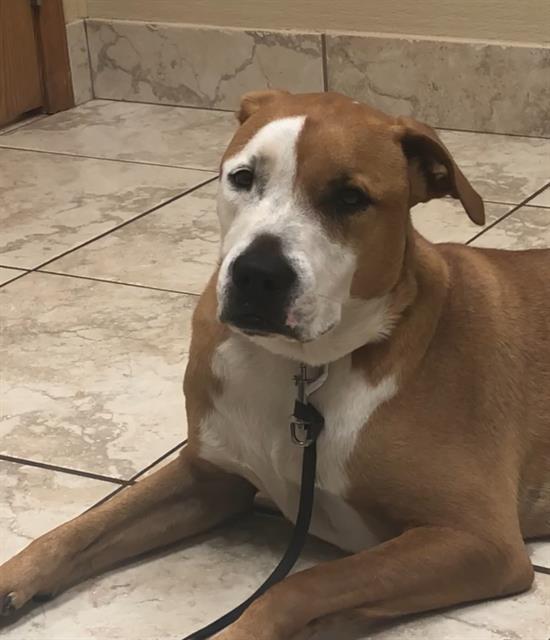 adoptable Dog in San Antonio, TX named KEVIN