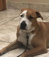 adoptable Dog in  named KEVIN