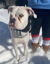 adoptable Dog in  named CANDY