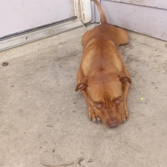 adoptable Dog in San Antonio, TX named SLEEPY