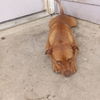 adoptable Dog in  named SLEEPY