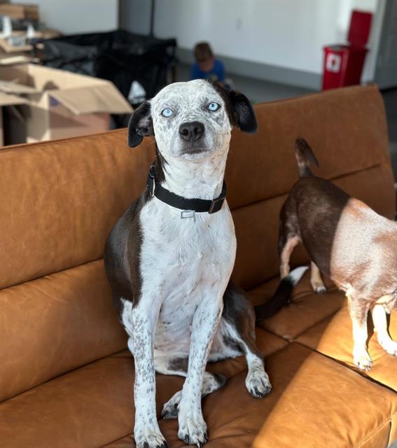adoptable Dog in San Antonio, TX named STORMI