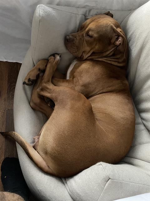 adoptable Dog in San Antonio, TX named RED