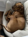 adoptable Dog in  named RED