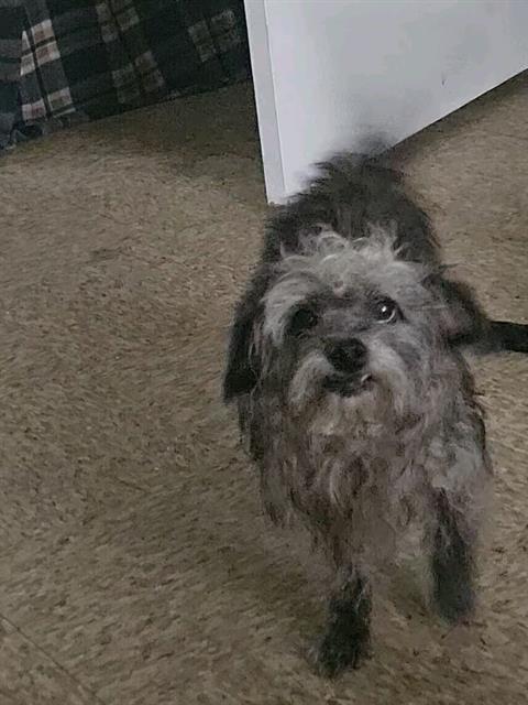 adoptable Dog in San Antonio, TX named PUA
