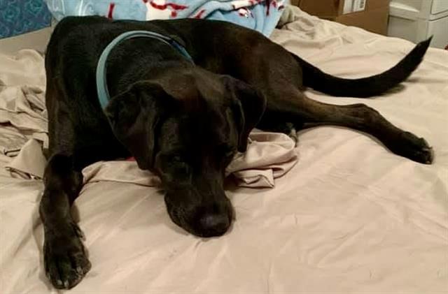 adoptable Dog in San Antonio, TX named SCOUT